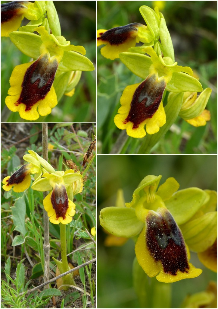 La Valle delle orchidee, Sassano e Monte San Giacomo 9 e 10 maggio 2015